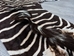 Zebra Skin: Grade 1: Gallery Item - 168-1-G6305 (8UL27)