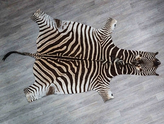 Zebra Skin: Grade 1: Gallery Item 
