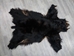 Black Bear Skin without Claws: Gallery Item - 175-20-G6277 (10UF)