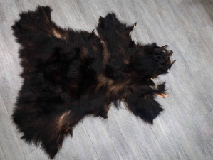 Black Bear Skin without Claws: Gallery Item 