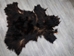 Black Bear Skin without Claws: Gallery Item - 175-20-G6280 (10UF)
