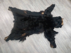 Black Bear Skin with Claws: Gallery Item 