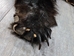 Black Bear Skin with Claws: Gallery Item - 175-30-G6270 (10UF)