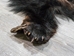 Black Bear Skin with Claws: Gallery Item - 175-30-G6270 (10UF)