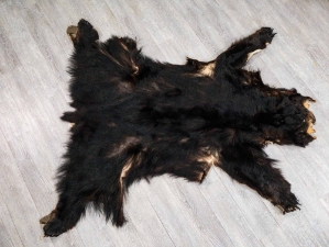 Black Bear Skin with Claws: Gallery Item 