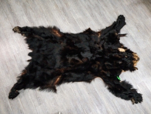 Black Bear Skin with Claws: Gallery Item 