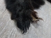 Black Bear Skin with Claws: Gallery Item - 175-30-G6273 (10UF)