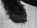 Black Bear Skin with Claws: Gallery Item - 175-30-G6274 (10UF)