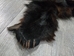 Black Bear Skin with Claws: Gallery Item - 175-30-G6276 (10UF)