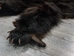 Black Bear Skin with Claws: Gallery Item - 175-30-G6276 (10UF)