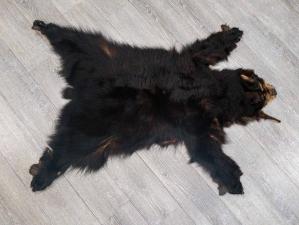 Black Bear Skin with Claws: Gallery Item 