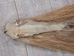 Tanned Icelandic Horse Tail: Gallery Item - 18-06VT-G6295 (10UBR2)