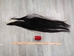 Tanned Icelandic Horse Tail: Gallery Item - 18-06VT-G6300 (10UBR2)
