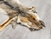 Argentine Gray Fox Skin: Gallery Item - 180-00-G6005 (Y1L)