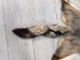 Argentine Gray Fox Skin: Gallery Item - 180-00-G6005 (Y1LRC)