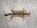 Argentine Gray Fox Skin: Gallery Item - 180-00-G6005 (Y1LRC)