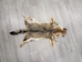 Argentine Gray Fox Skin: Gallery Item - 180-00-G6005 (Y1L)