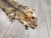 Argentine Gray Fox Skin: Gallery Item - 180-00-G6006 (Y1L)