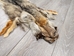 Argentine Gray Fox Skin: Gallery Item - 180-00-G6007 (Y1L)