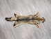 Argentine Gray Fox Skin: Gallery Item - 180-00-G6007 (Y1L)