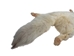 Taxidermy Quality Arctic Fox Skin: Large: Gallery Item - 180-02-TAX-G6115 (9UZ)