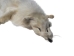 Taxidermy Quality Arctic Fox Skin: Large: Gallery Item - 180-02-TAX-G6115 (Y2KWR)