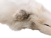 Taxidermy Quality Arctic Fox Skin: Large: Gallery Item - 180-02-TAX-G6115 (Y2KWR)