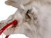 Taxidermy Quality Arctic Fox Skin: Large: Gallery Item - 180-02-TAX-G6115 (Y2KWR)