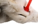 Taxidermy Quality Arctic Fox Skin: Large: Gallery Item - 180-02-TAX-G6115 (Y2KWR)