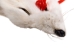 Taxidermy Quality Arctic Fox Skin: Large: Gallery Item - 180-02-TAX-G6115 (Y2KWR)