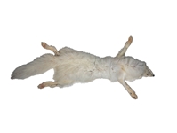 Taxidermy Quality Arctic Fox Skin: Large: Gallery Item 