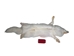 Taxidermy Quality Arctic Fox Skin: Extra Large: Gallery Item - 180-02-TAX-G6116 (9UZ)