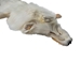 Taxidermy Quality Arctic Fox Skin: Extra Large: Gallery Item - 180-02-TAX-G6116 (9UZ)