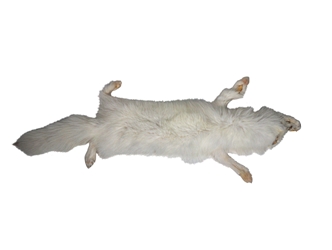 Taxidermy Quality Arctic Fox Skin: Extra Large: Gallery Item 