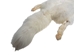 Taxidermy Quality Arctic Fox Skin: Extra Extra Large: Gallery Item - 180-02-TAX-G6117 (9UZ)