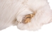 Taxidermy Quality Arctic Fox Skin: Extra Extra Large: Gallery Item - 180-02-TAX-G6117 (9UZ)