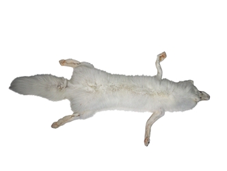 Taxidermy Quality Arctic Fox Skin: Extra Extra Large: Gallery Item 