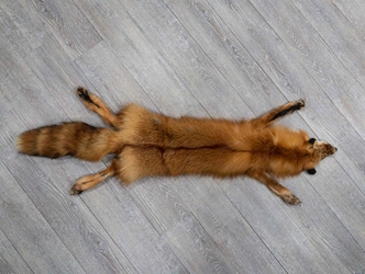 Taxidermy Quality Red Fox Skin: Gallery Item 