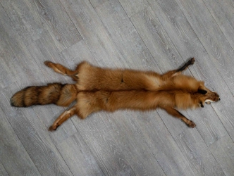 Taxidermy Quality Red Fox Skin: Gallery Item 