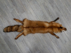 Taxidermy Quality Red Fox Skin: Gallery Item 