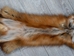 Taxidermy Quality Red Fox Skin: Gallery Item - 180-03-TAX-G6192 (9UZ)