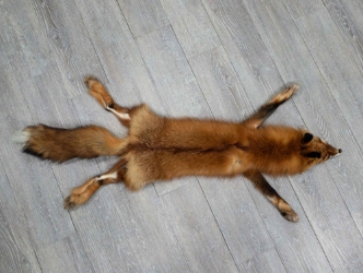 Taxidermy Quality Red Fox Skin: Gallery Item 