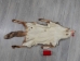 Red Fox Skin with Feet: Gallery Item - 180-03-WF-G2513 (Y2FWR)