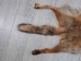 Red Fox Skin with Feet: Gallery Item - 180-03-WF-G2513 (Y2FWR)