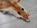 Red Fox Skin with Feet: Gallery Item - 180-03-WF-G2513 (Y2FWR)