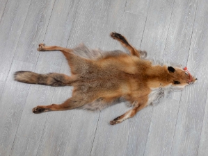 Red Fox Skin with Feet: Gallery Item 