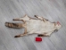 Red Fox Skin with Feet: Gallery Item - 180-03-WF-G2515 (Y2FWR)
