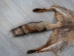 Red Fox Skin with Feet: Gallery Item - 180-03-WF-G2515 (Y2FWR)