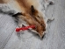 Red Fox Skin with Feet: Gallery Item - 180-03-WF-G2515 (Y2FWR)