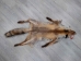 Red Fox Skin with Feet: Gallery Item - 180-03-WF-G2515 (Y2FWR)